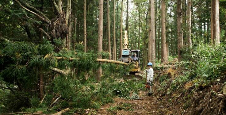 Wycinka drzew a ochrona infrastruktury miejskiej w Gdańsku