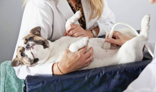 Rola USG w diagnostyce schorzeń układu rozrodczego u zwierząt