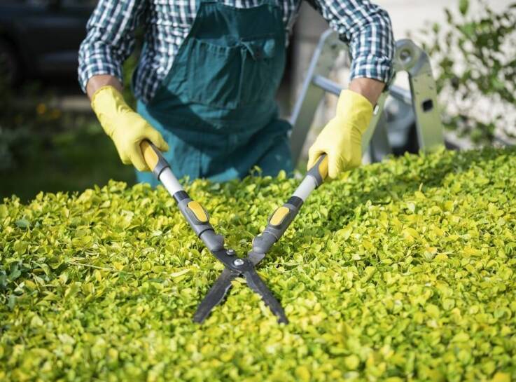 Profesjonalne przycinanie żywopłotów jako element kompleksowego sprzątania osiedli