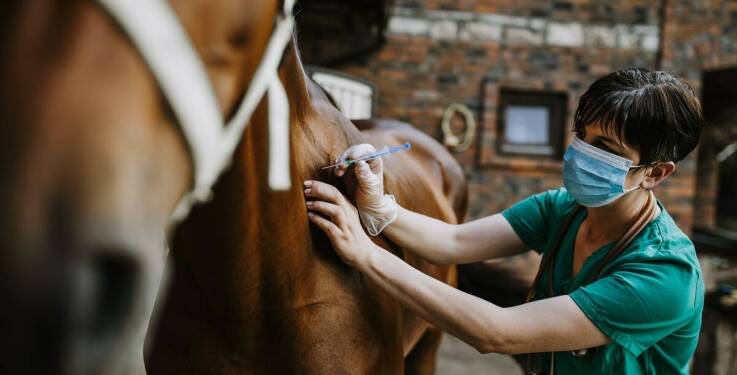 Jakie znaczenie ma diagnostyka krwi w opiece nad końmi?