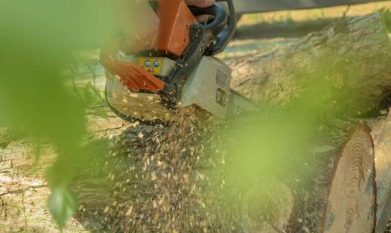 Specjalistyczna wycinka drzew – jakie narzędzia są używane?