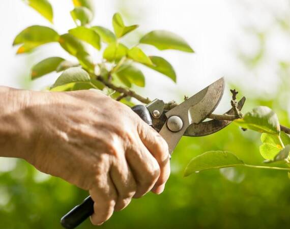 Skuteczne sposoby na zwiększenie plonów z drzewek owocowych dzięki profesjonalnym poradom