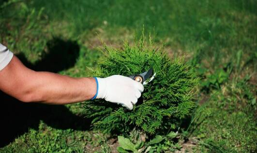 Znaczenie profesjonalnej pielęgnacji drzew dla bezpieczeństwa posesji