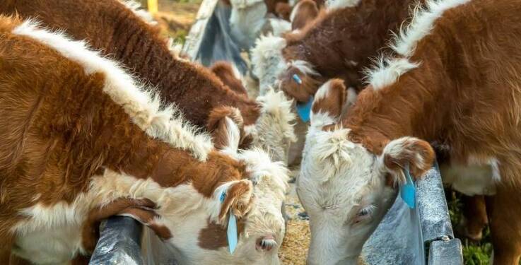 Najważniejsze aspekty przy wyborze młodego bydła odsadkowego