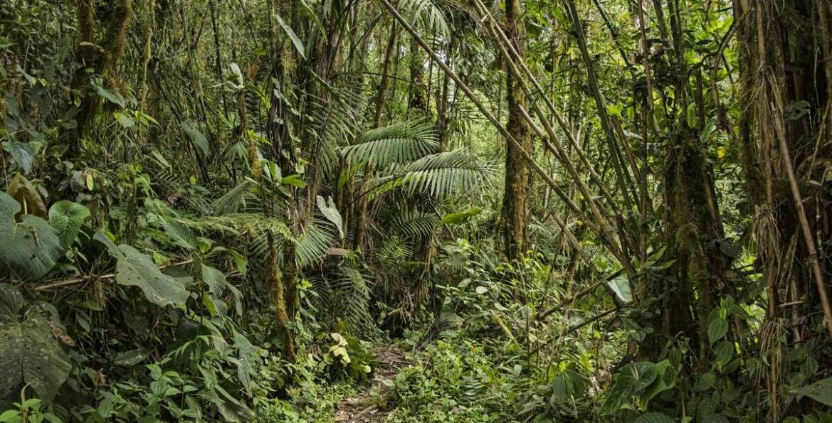 Uganda: Jakie wyzwania czekają na podróżników podczas trekkingu do goryli?
