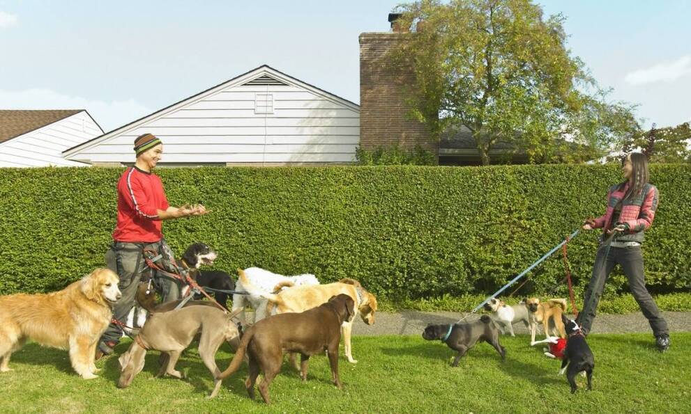 Znaczenie socjalizacji w procesie szkolenia psów