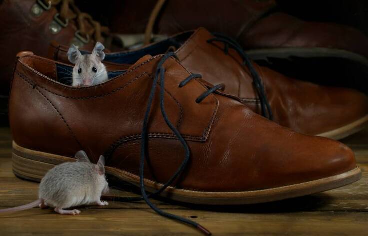 Buty trekkingowe męskie – jakie modele wybrać?