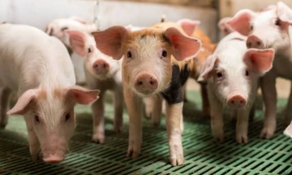 Jakie nowości w wyposażeniu chlewni mogą poprawić jakość powietrza i wentylację?