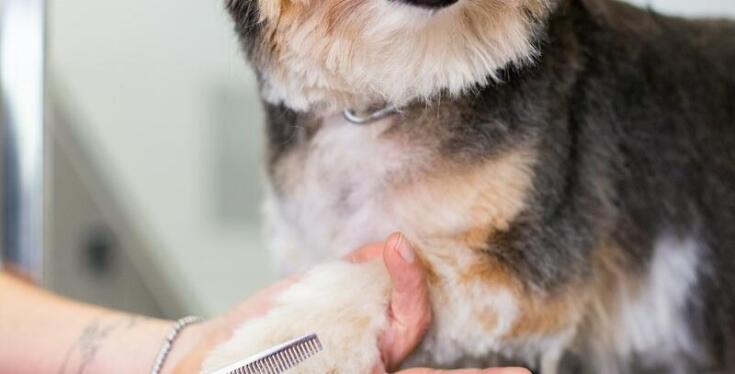 Jakie są najnowsze trendy w stylizacji zwierząt domowych?