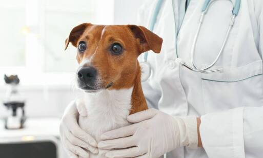 Jak diagnostyka weterynaryjna wspiera skuteczność szczepień błonie?