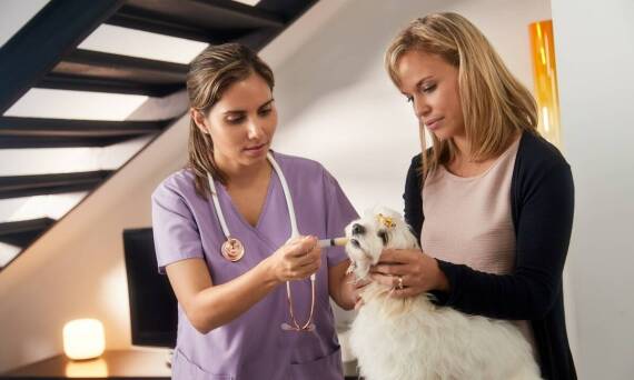 Znaczenie prewencji przeciwko pasożytom zewnętrznym w opiece weterynaryjnej