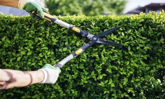 Jak często przycinać żywopłot?