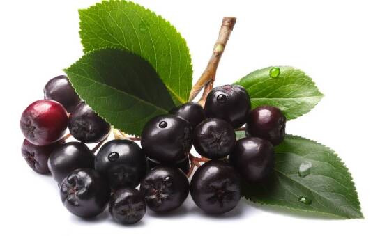 Wartości odżywcze nalewki z kwiatu czarnego bzu – co warto wiedzieć?