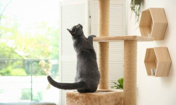 Jakie korzyści zdrowotne niesie karma od polskiego producenta dla kotów?