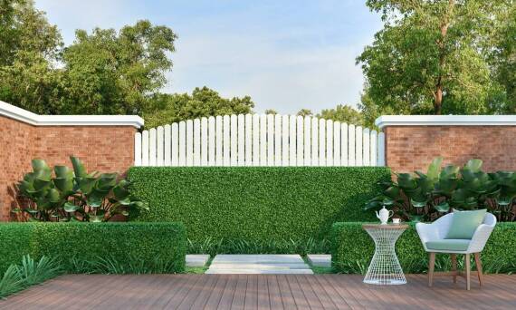 Dlaczego sadzonki grabu to doskonały wybór na naturalne ogrodzenia?