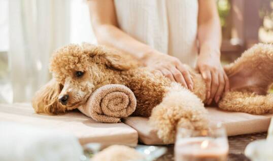 Dlaczego warto inwestować w rozwój emocjonalny pupila z pomocą psychologa?