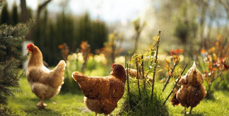 Jak odpowiednia dieta wpływa na zdrowotność drobiu?