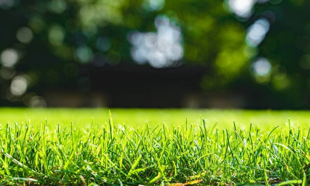 Woreczki na psie odchody a ich wpływ na jakość życia w społecznościach miejskich