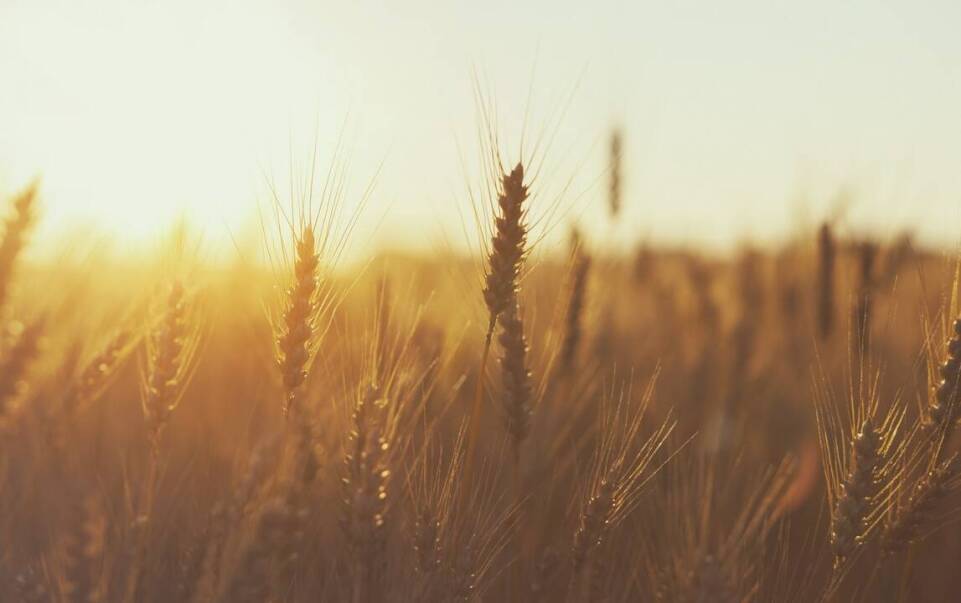 Skup mokrej kukurydzy – zalety i wyzwania