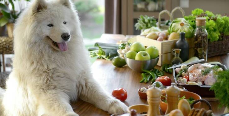 Jakie są zalety karm suchych z dodatkiem naturalnych składników dla psów dużych?