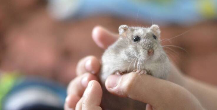 Jakie są standardy opieki nad gryzoniami w pensjonacie dla zwierząt?