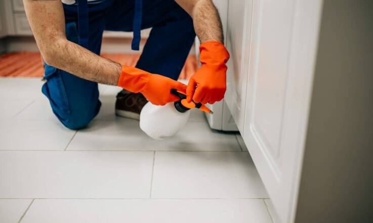 Zwalczanie szkodników w domach: jakie metody są najskuteczniejsze?