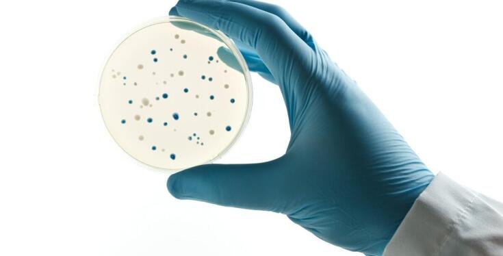 Bezpieczeństwo i skuteczność antybiotykoterapii u kotów