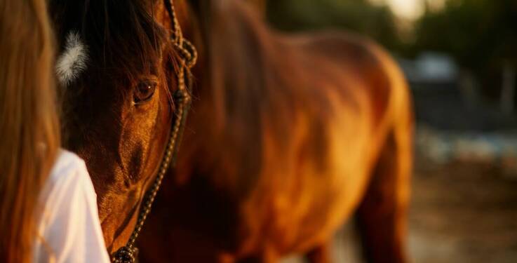 Kask jeździecki - jak technologia wpływa na jego bezpieczeństwo?