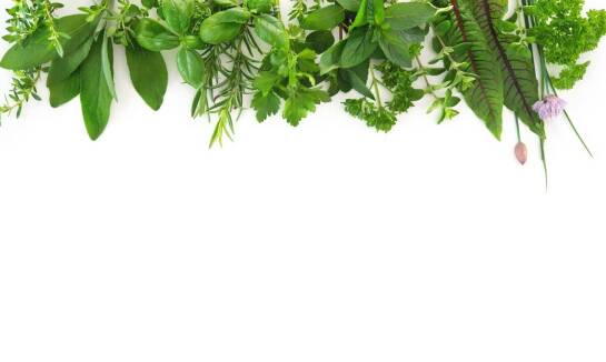 Jakie korzyści niosą zioła dla zdrowia koni po intensywnym wysiłku?