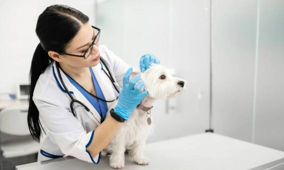 Zastosowanie laseroterapii w leczeniu chorób oczu u zwierząt