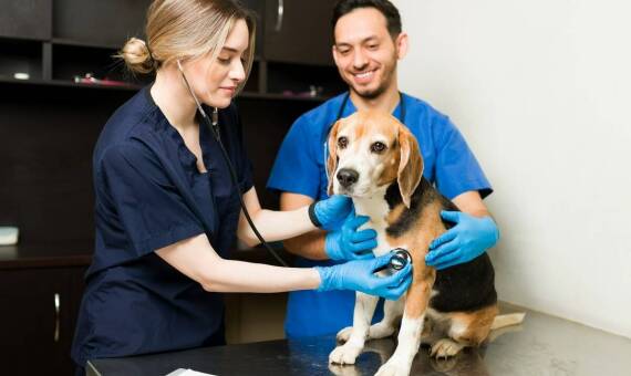 Jak weterynarze w Gdańsku podejmują się leczenia nagłych przypadków u zwierząt?