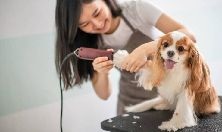 Profesjonalna kąpiel psa w hotelu – co warto wiedzieć?