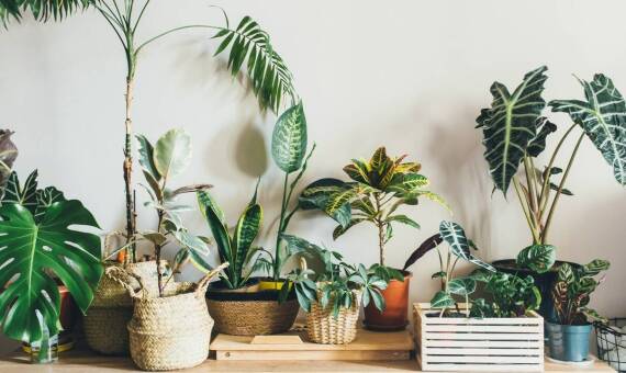 Jakie kwiaty doniczkowe najlepiej sprawdzają się na tarasach i balkonach?