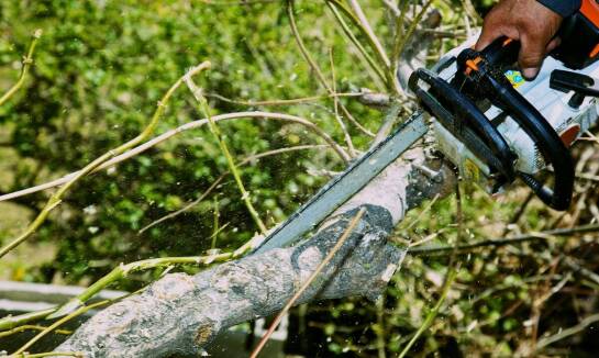 Przycinanie drzew jako element ochrony przed miejskim hałasem i zanieczyszczeniami