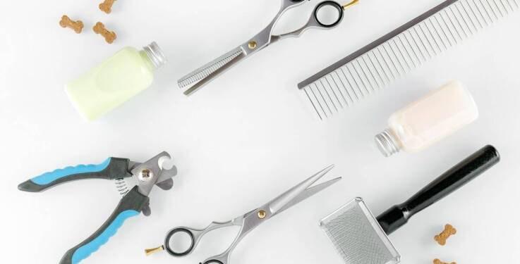 Salon pielęgnacji kotów we Wrocławiu: jak dbamy o higienę narzędzi?