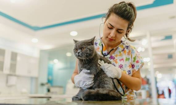 Dlaczego warto zdecydować się na sterylizację kota w młodym wieku?