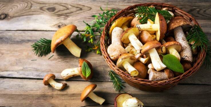 Jak maślak suszony może wzbogacić menu restauracyjne?