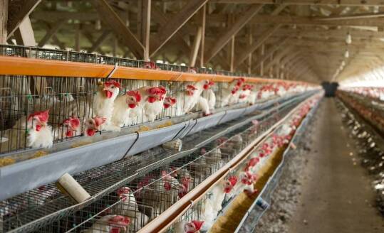 Jakie środki do dezynfekcji są najskuteczniejsze w walce z bakteriami w kurnikach?