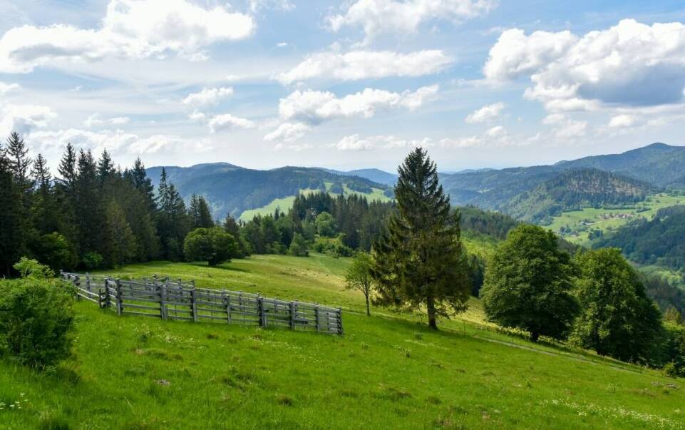 Przyroda Bieszczad oczami uczestników obozów – relacje i wspomnienia