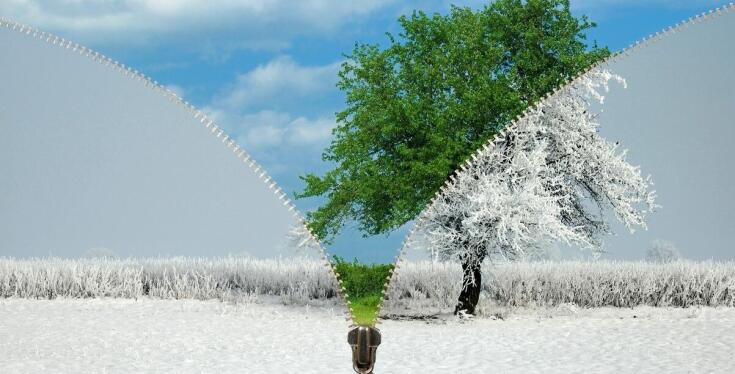 Jak dbać o tuję brabant zimą, aby przetrwała mrozy?