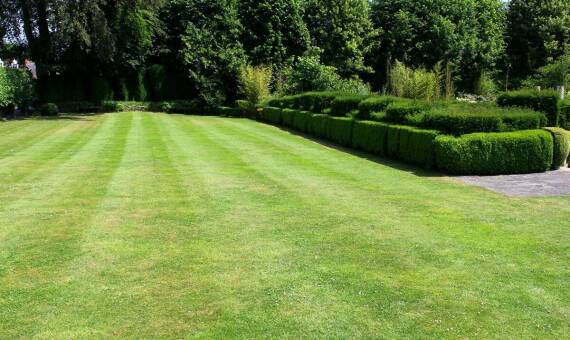 Na co zwrócić uwagę przy zakupie trawy z rolki w centrum ogrodniczym?