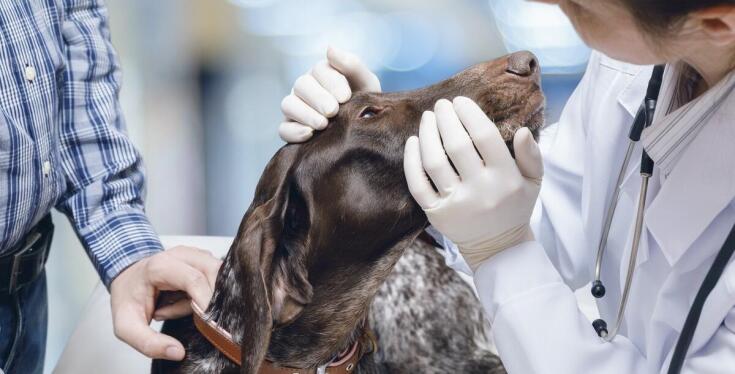 Rola dermatologii weterynaryjnej w przypadku, gdy pies liże łapy