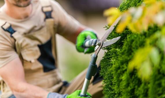 Jak przycinać krzewy owocowe?