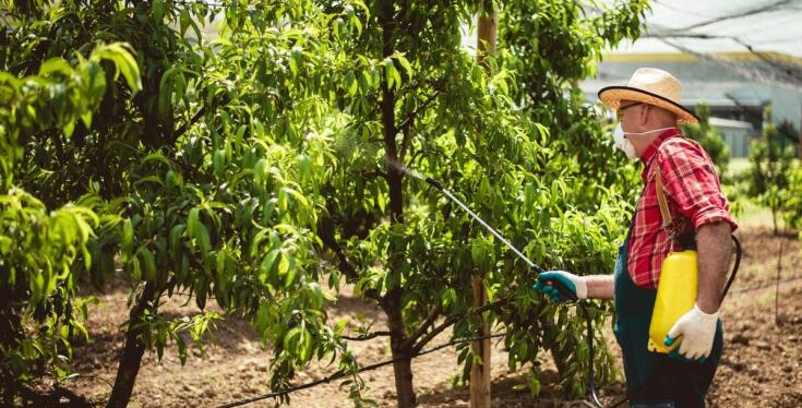 Jak odpowiednia pielęgnacja wpływa na zdrowie drzew w miastach?