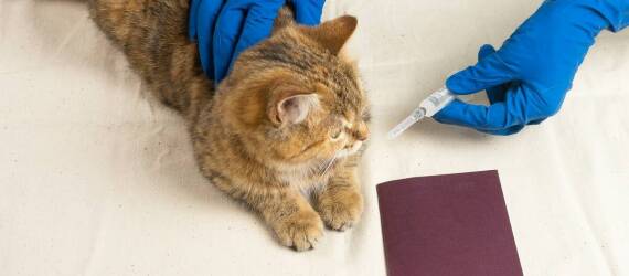 Zdrowotne wymagania dla kotów: co musisz wiedzieć przed rezerwacją pobytu?