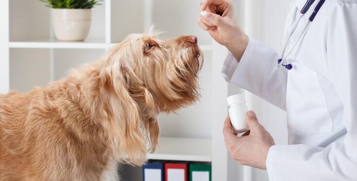 Jakie produkty do pielęgnacji zwierząt można znaleźć w sklepie zoologicznym?