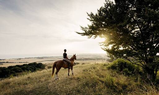 Jak koń rasy wielkopolskiej wpływa na rozwój umiejętności jeździeckich?