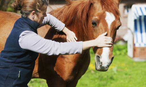Jakie są najczęstsze wyzwania w pielęgnacji koni trakeńskich?