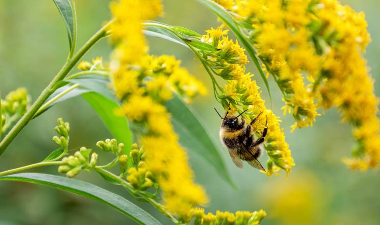 Co tak naprawdę leczy miód z nawłoci? Poznaj jego niezwykłe właściwości.
