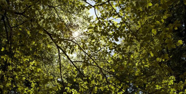Dlaczego warto zlecić badanie drzew tomografem przed rozpoczęciem budowy?